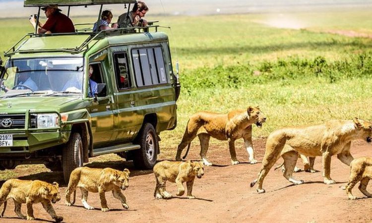 game drive in Ngorongoro cater - things to do in Tanzania