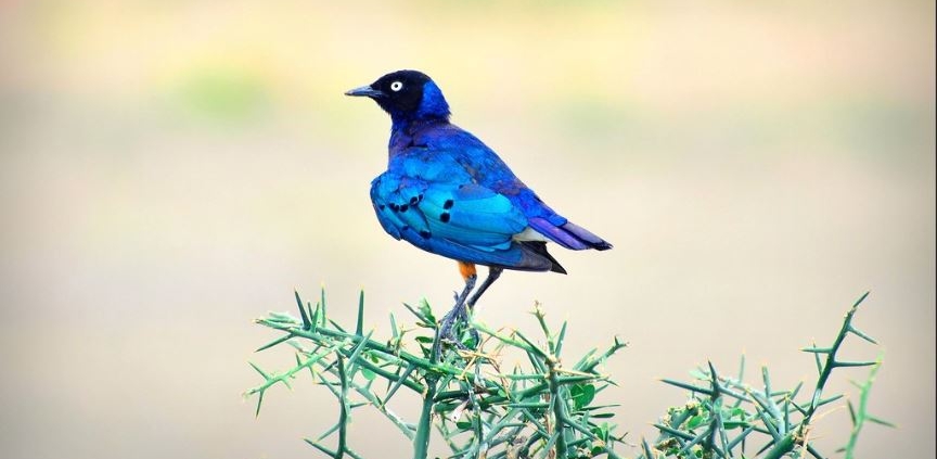 birds of mikumi 