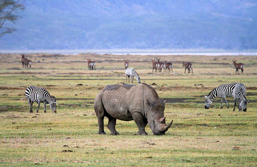 serengeti rhinos
