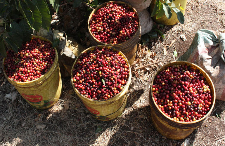 Arusha coffee tours